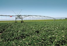 Lindsay_Zimmatic_Pivot_9500CC_Corner4x4_Potato